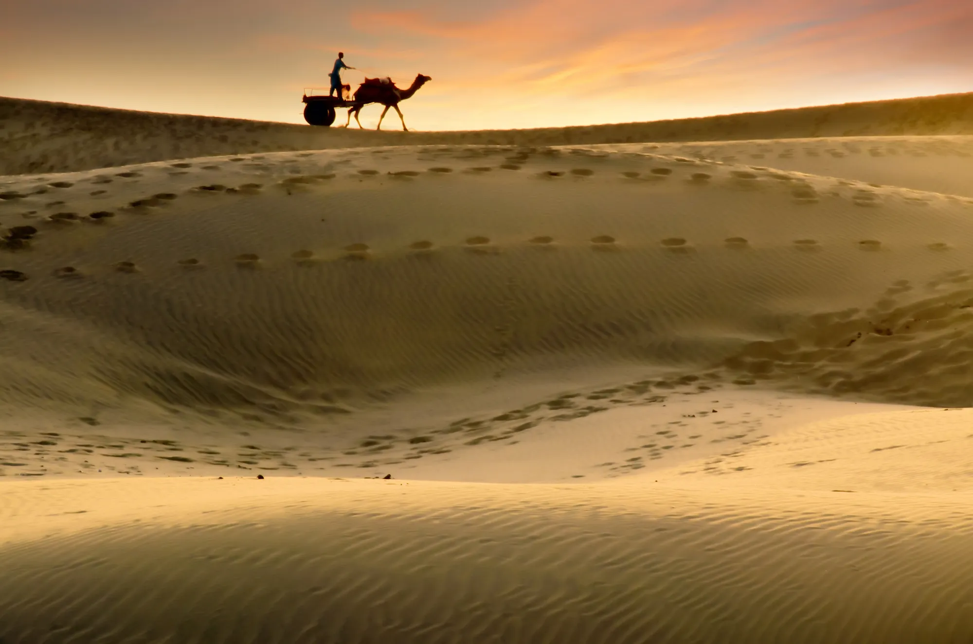 A camel and rider on a rippled dune ridge at golden hour