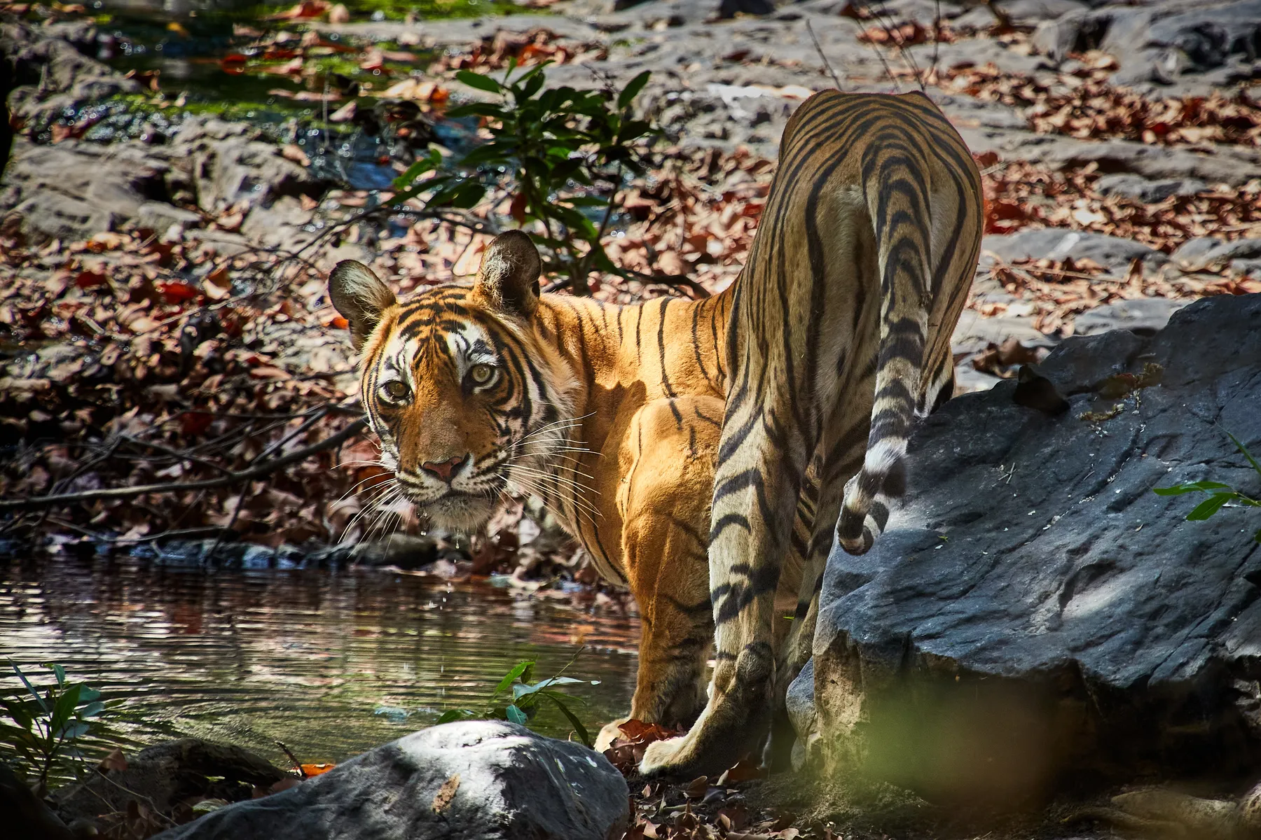 A tiger drinking at a shallow rocky pool